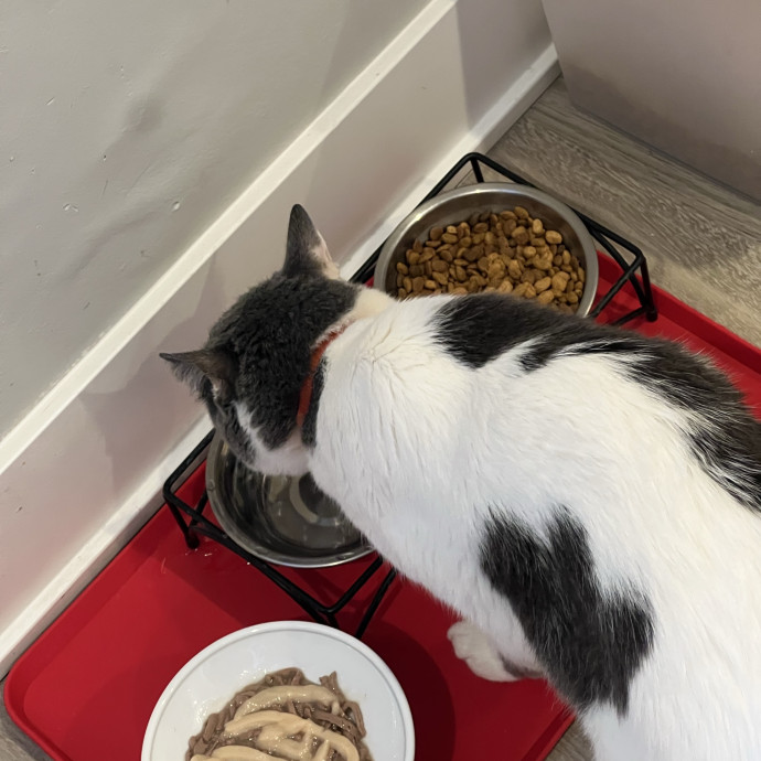 Your Pawsitively Purrrfect Pet Pal