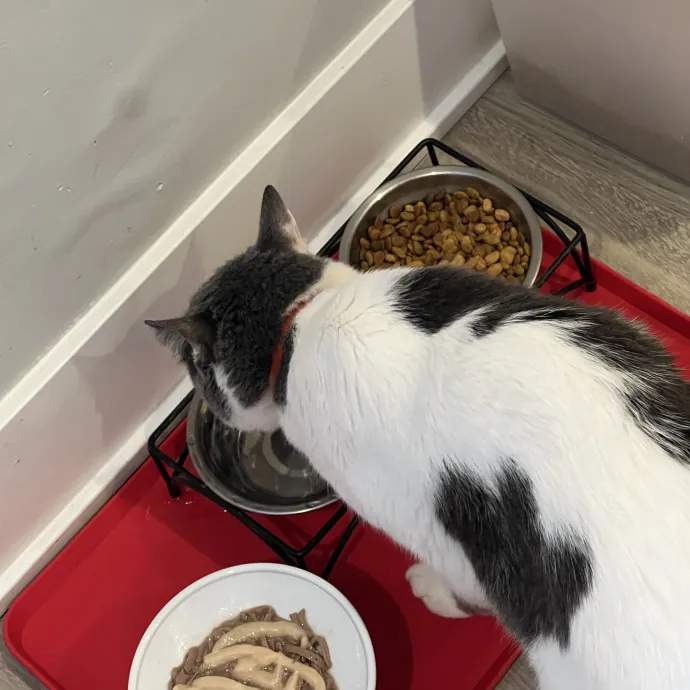 Your Pawsitively Purrrfect Pet Pal