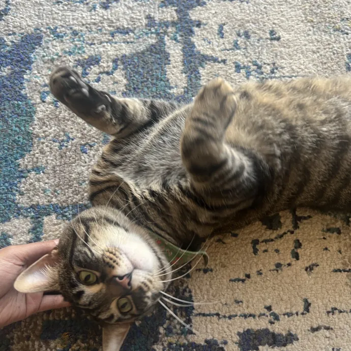 Your Pawsitively Purrrfect Pet Pal