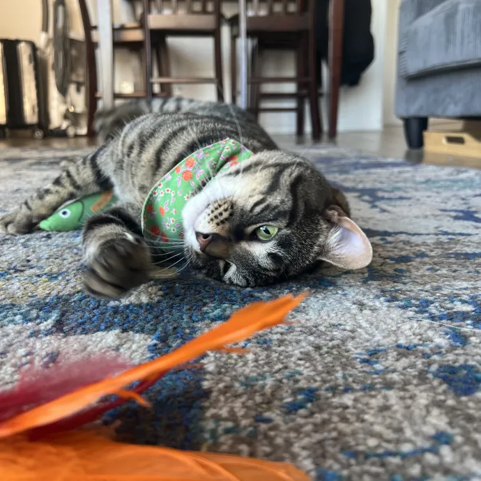 Your Pawsitively Purrrfect Pet Pal