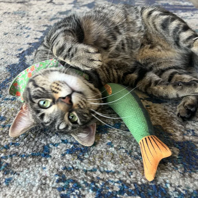 Your Pawsitively Purrrfect Pet Pal