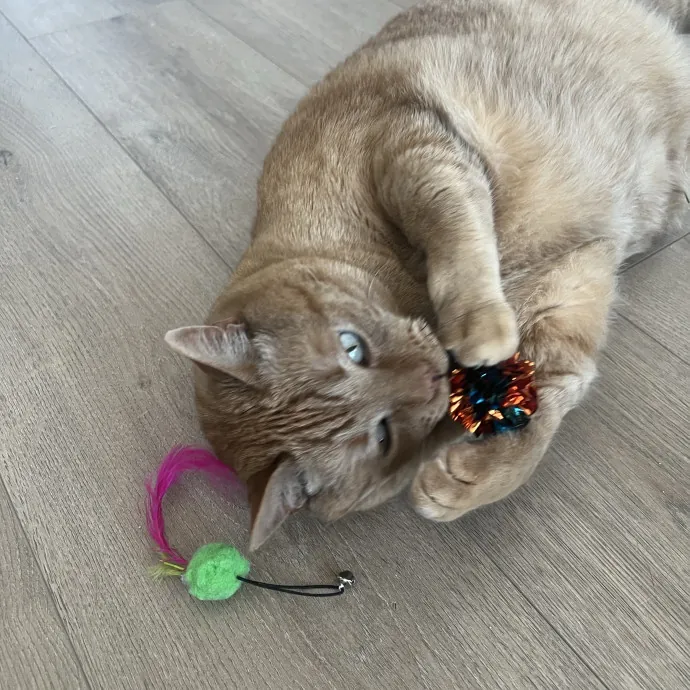 Your Pawsitively Purrrfect Pet Pal