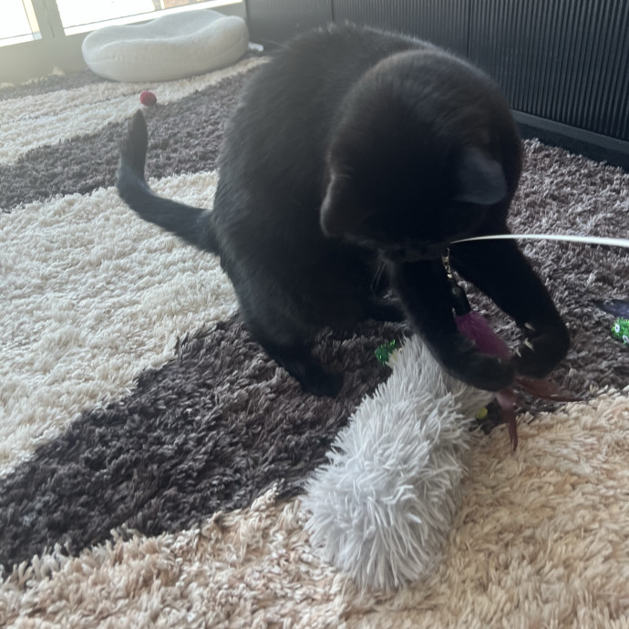 Your Pawsitively Purrrfect Pet Pal