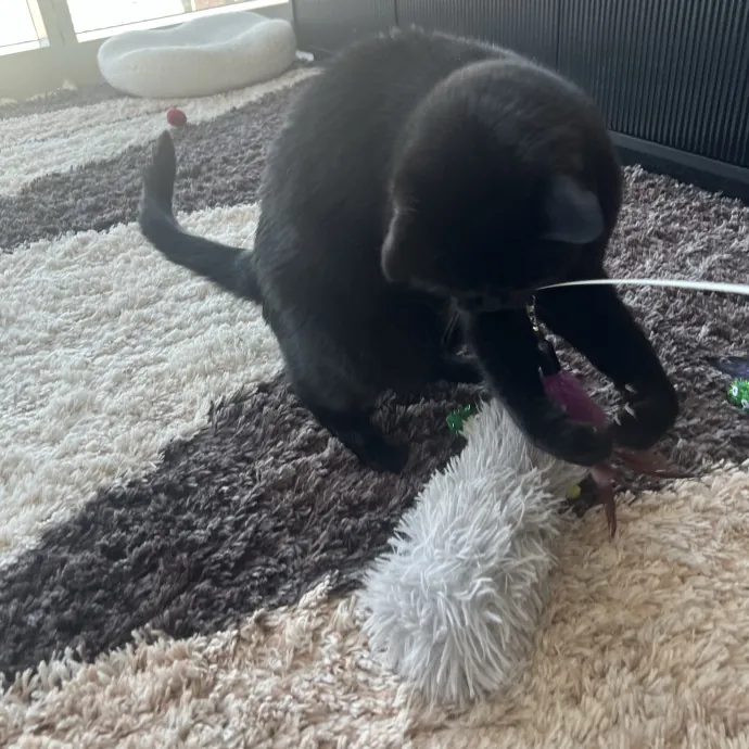 Your Pawsitively Purrrfect Pet Pal