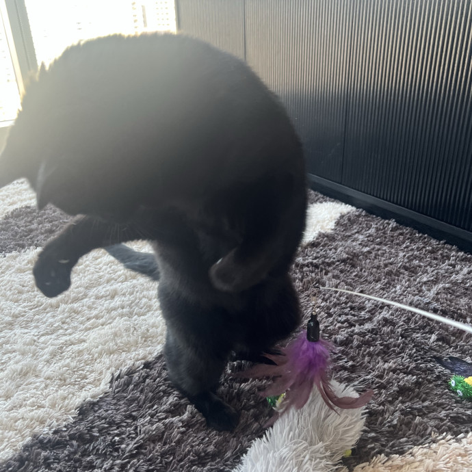 Your Pawsitively Purrrfect Pet Pal