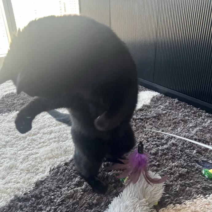 Your Pawsitively Purrrfect Pet Pal