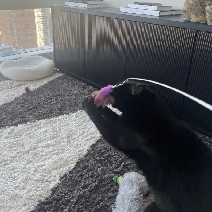 Your Pawsitively Purrrfect Pet Pal