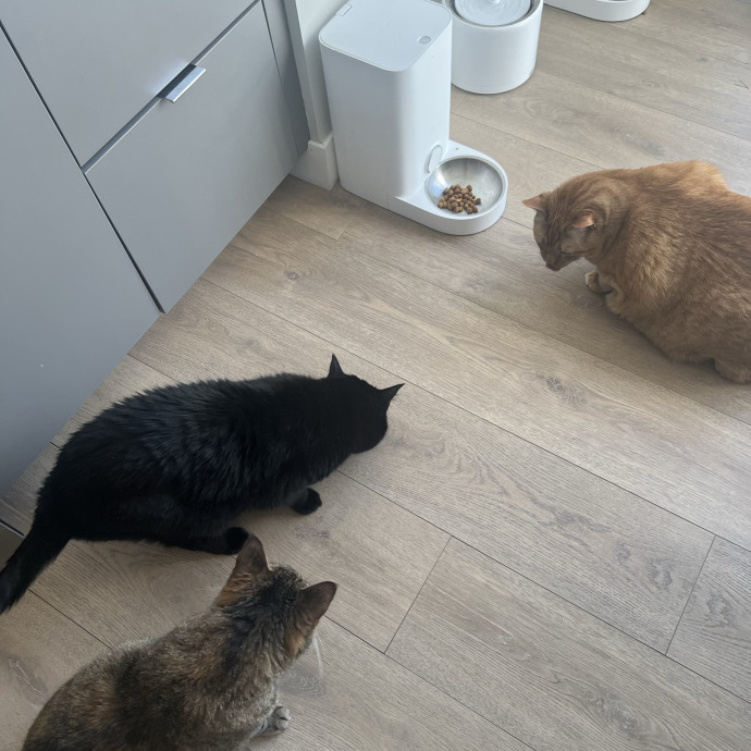 Your Pawsitively Purrrfect Pet Pal
