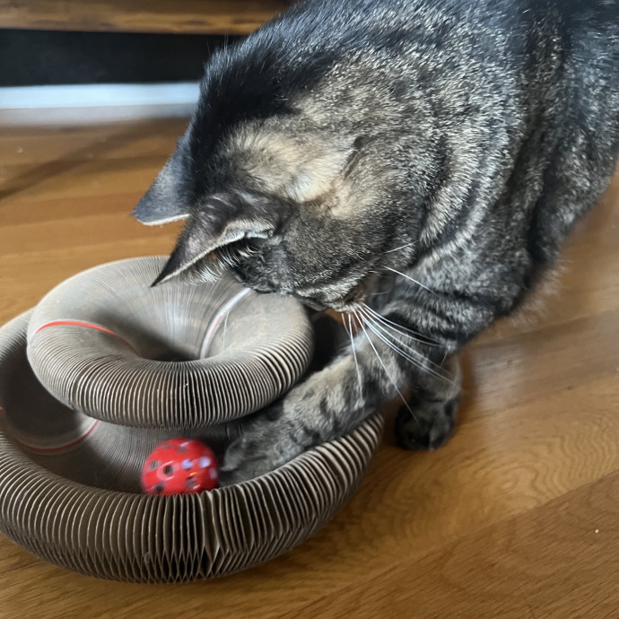 Your Pawsitively Purrrfect Pet Pal