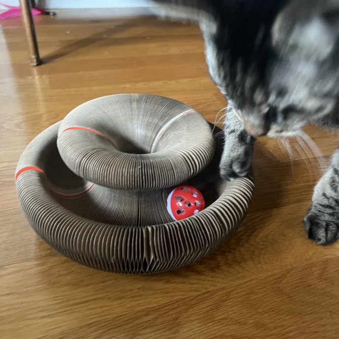 Your Pawsitively Purrrfect Pet Pal photo 3