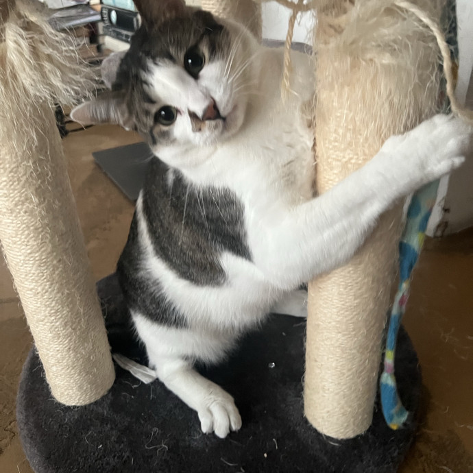 Your Pawsitively Purrrfect Pet Pal photo 2