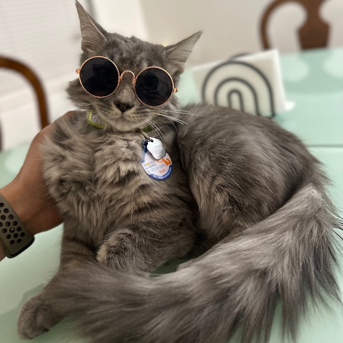 Cat Care - Loving Your Cats Like Mine