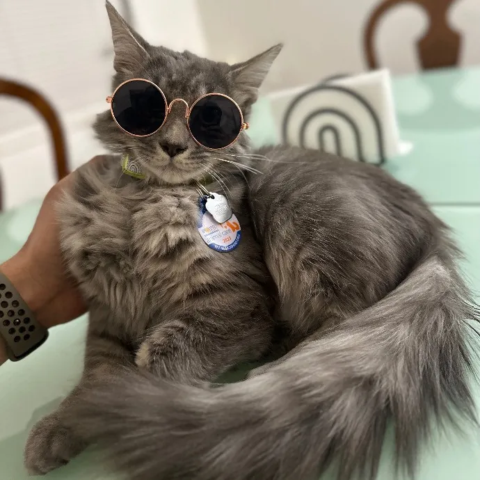 Cat Care - Loving Your Cats Like Mine