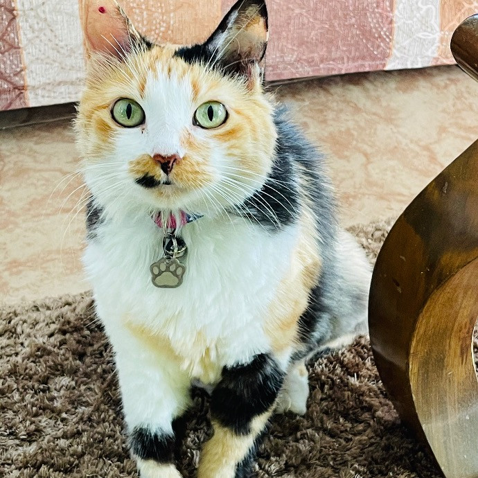 Cat Care - Loving Your Cats Like Mine