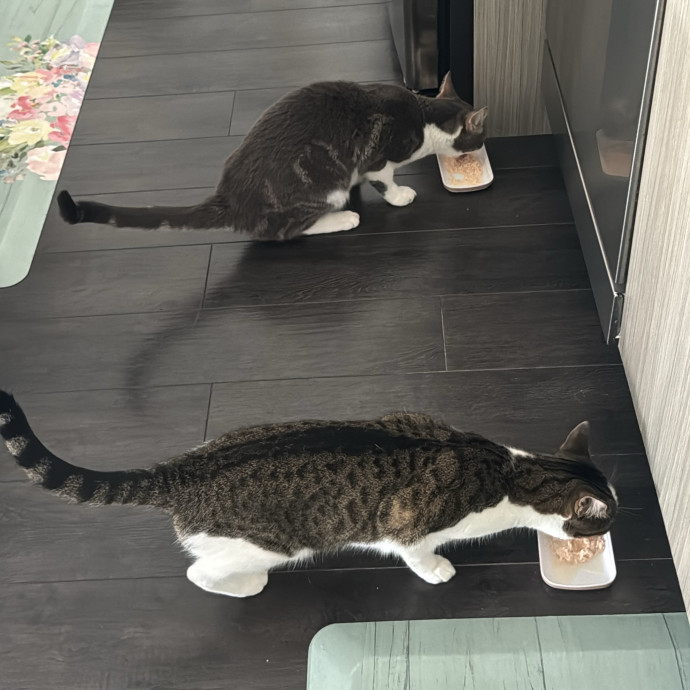 Cat Care - Loving Your Cats Like Mine