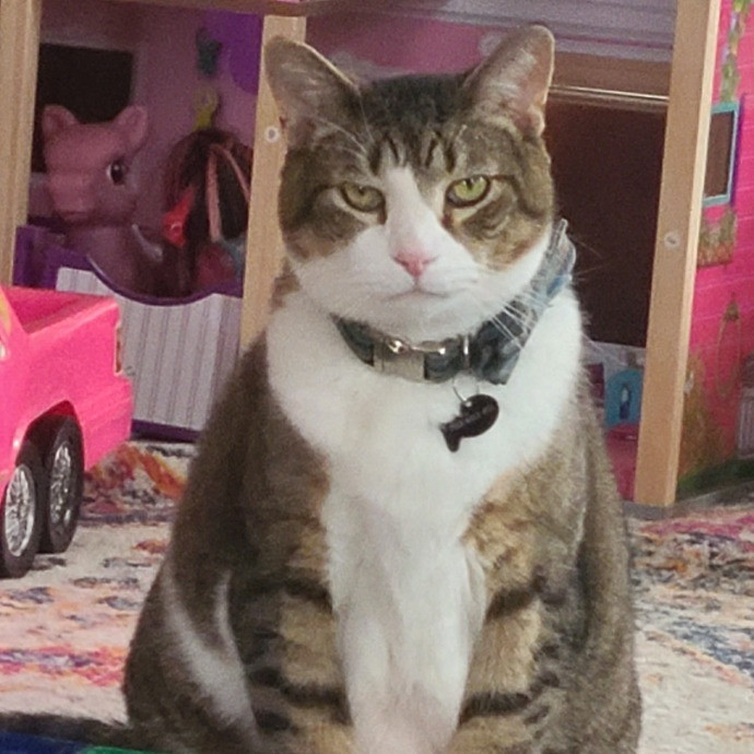 Experienced Caring Cat Sitter