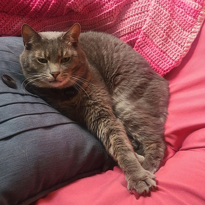 Experienced Caring Cat Sitter