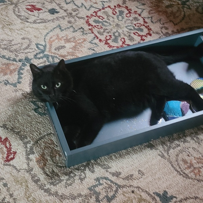 Experienced Caring Cat Sitter