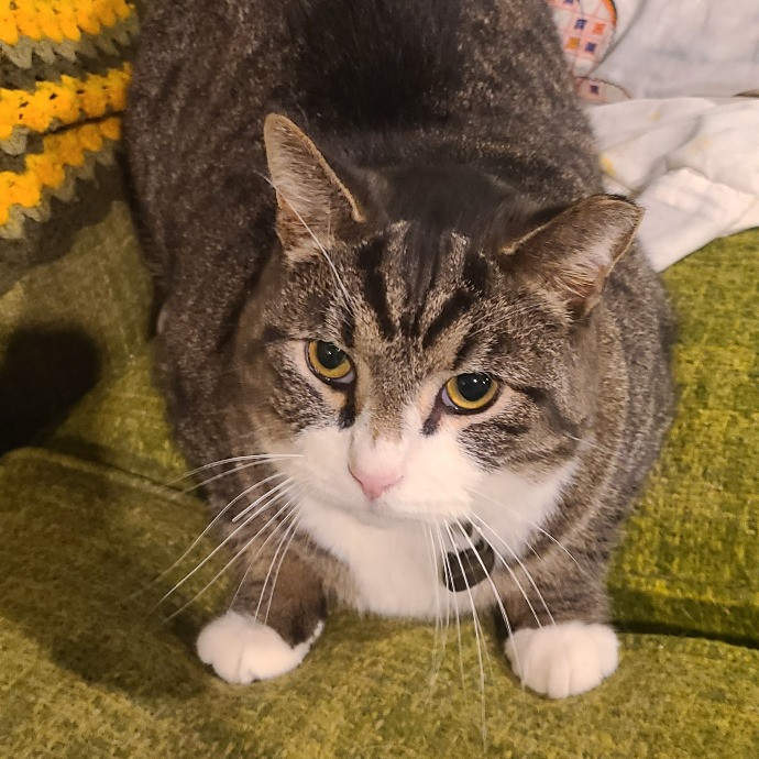 Experienced Caring Cat Sitter