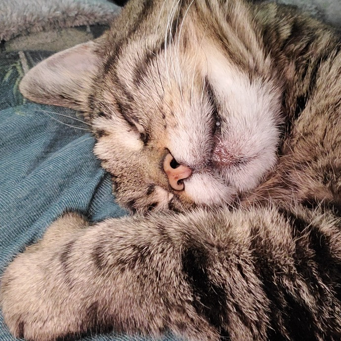 Experienced Caring Cat Sitter