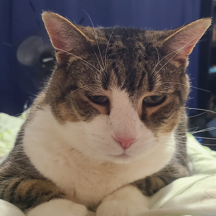 Experienced Caring Cat Sitter