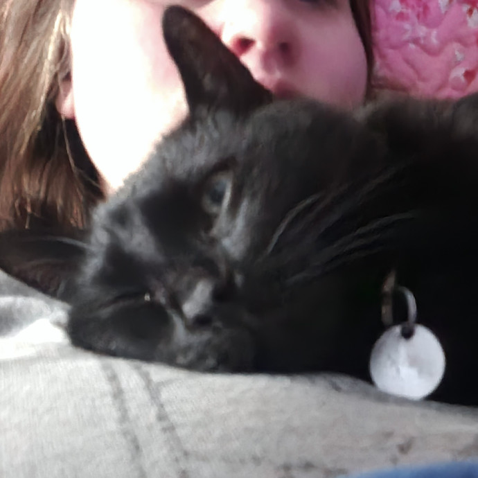 Experienced Caring Cat Sitter