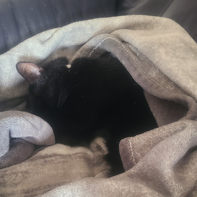 Experienced Caring Cat Sitter