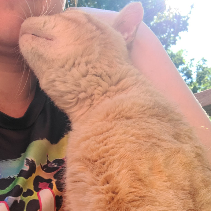 Experienced Caring Cat Sitter