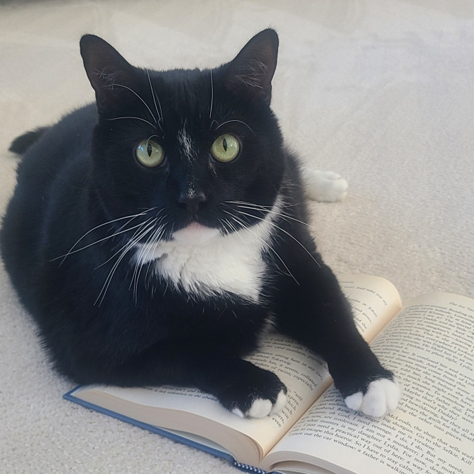 Experienced Caring Cat Sitter