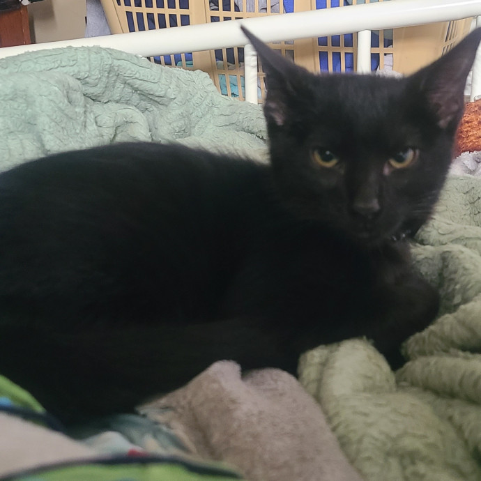 Experienced Caring Cat Sitter