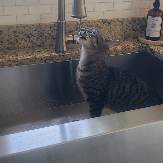 Experienced Caring Cat Sitter