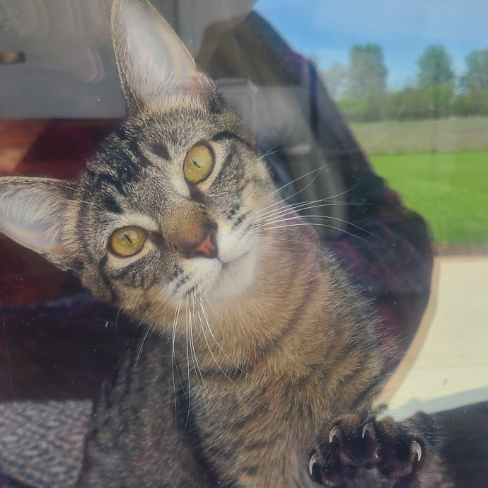Experienced Caring Cat Sitter