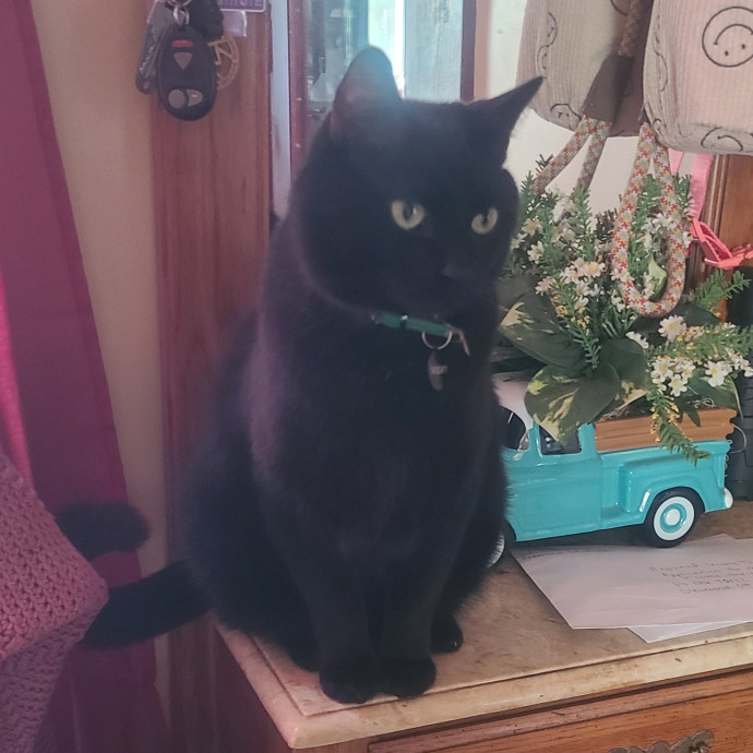 Experienced Caring Cat Sitter
