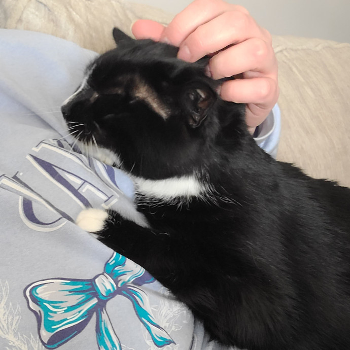 Experienced Caring Cat Sitter