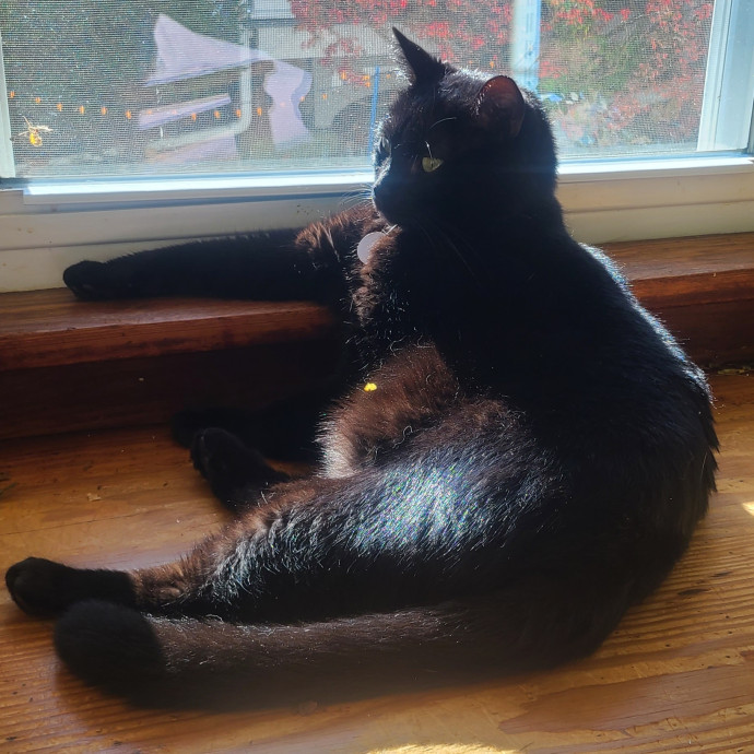 Experienced Caring Cat Sitter photo 3