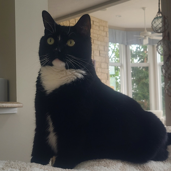Experienced Caring Cat Sitter photo 2