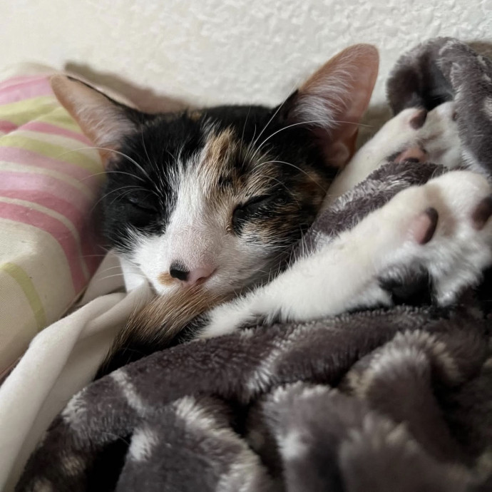 Trustworthy Reliable Cat Care