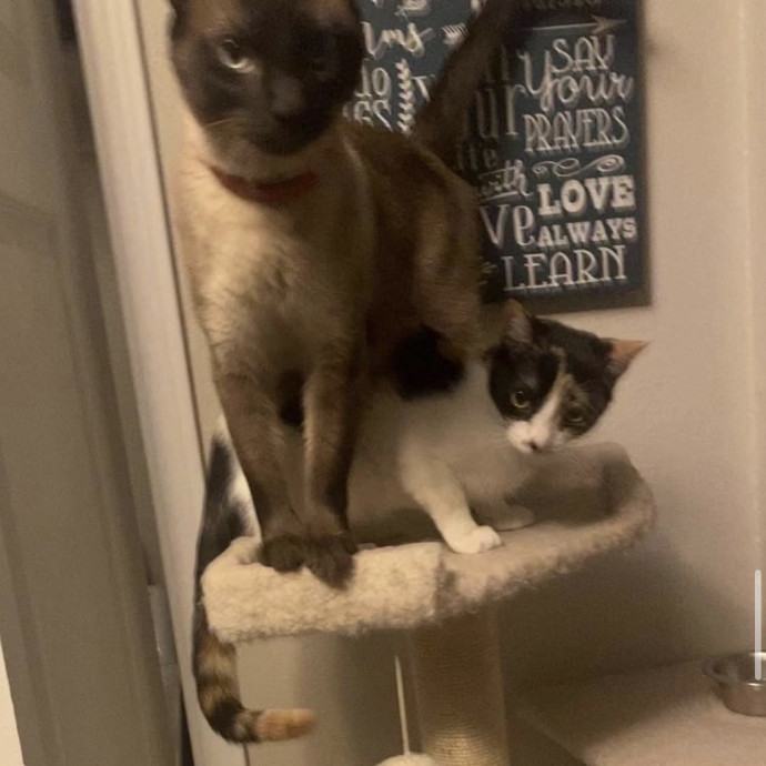 Trustworthy Reliable Cat Care photo 3