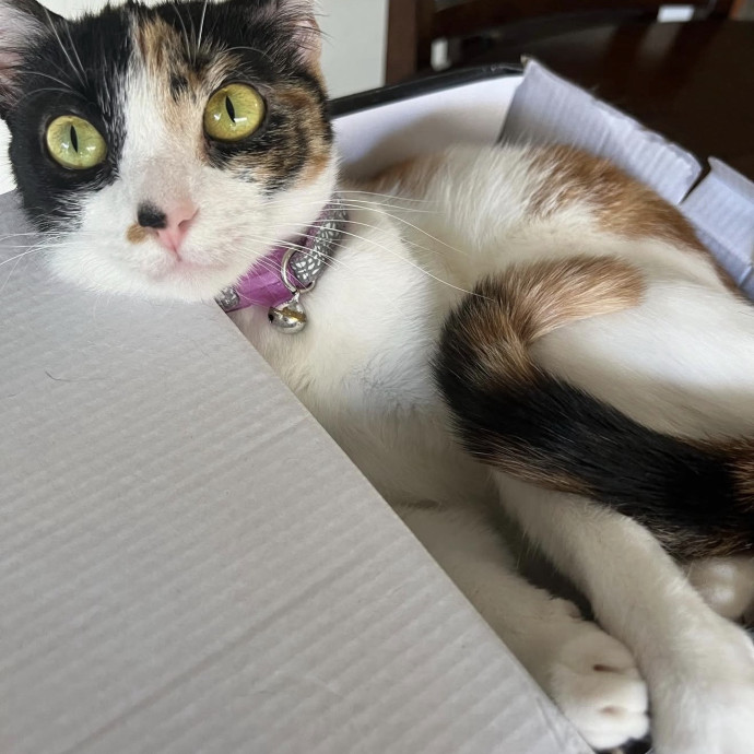 Trustworthy Reliable Cat Care photo 2