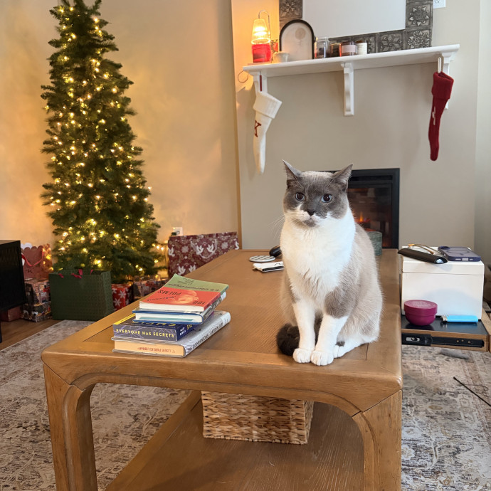 St Louis Cat Sitter And Friend