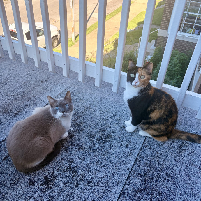 St Louis Cat Sitter And Friend
