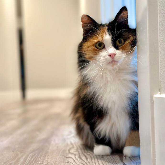 Mari's Cat Care