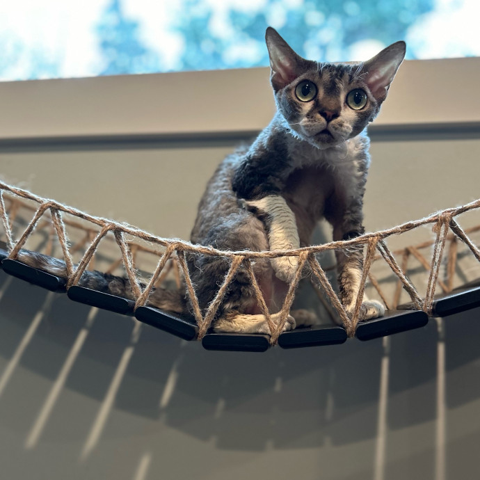 Mari's Cat Care