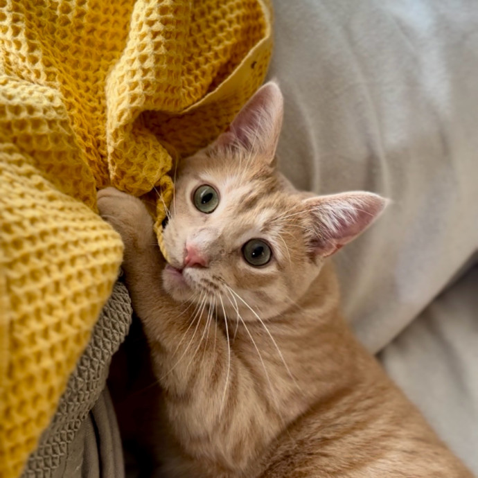 Mari's Cat Care