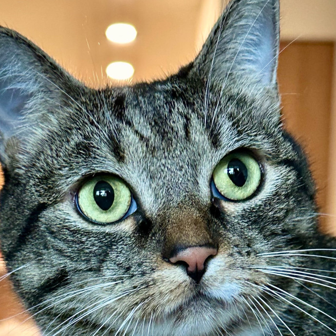 Mari's Cat Care