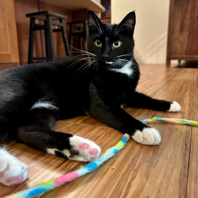 Mari's Cat Care