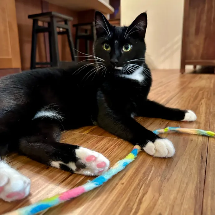 Mari's Cat Care