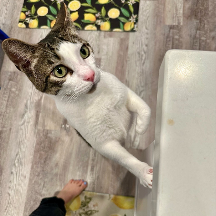 Mari's Cat Care photo 3