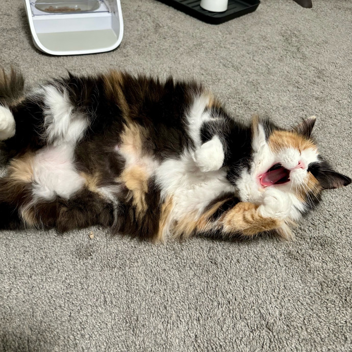 Mari's Cat Care photo 2