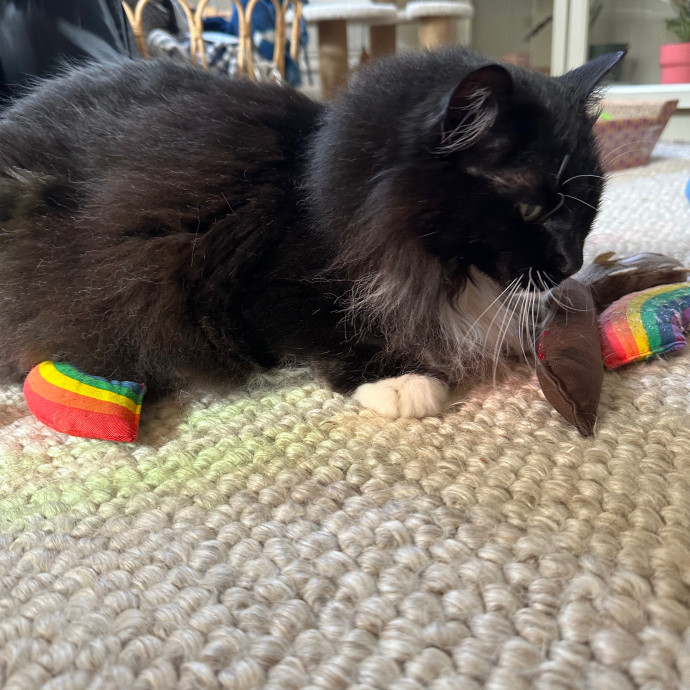 Bianca's Cat-Tastic Care photo 3